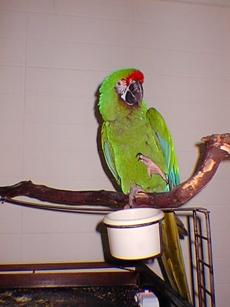 File:Military Macaw (Ara militaris).jpg