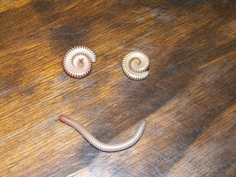 File:Millipedes -) (3927145355).jpg