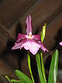 Miltonia moreliana