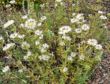 Monardella hypoleuca ssp lanata 1.jpg