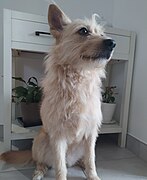 Spinone Italiano-German Shepherd mixed-breed dog