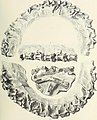 Monograph of the Palaeontographical Society (1850) (14597141258).jpg