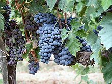 Sangiovese grapes growing in Montalcino Montalcino 002.jpg