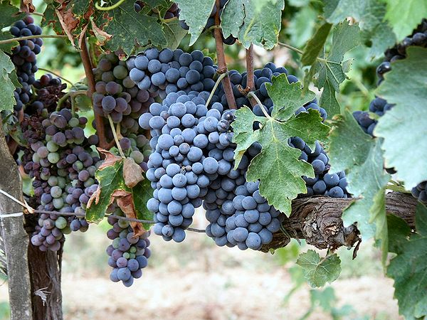 Sangiovese grapes in the Montalcino region of Tuscany.