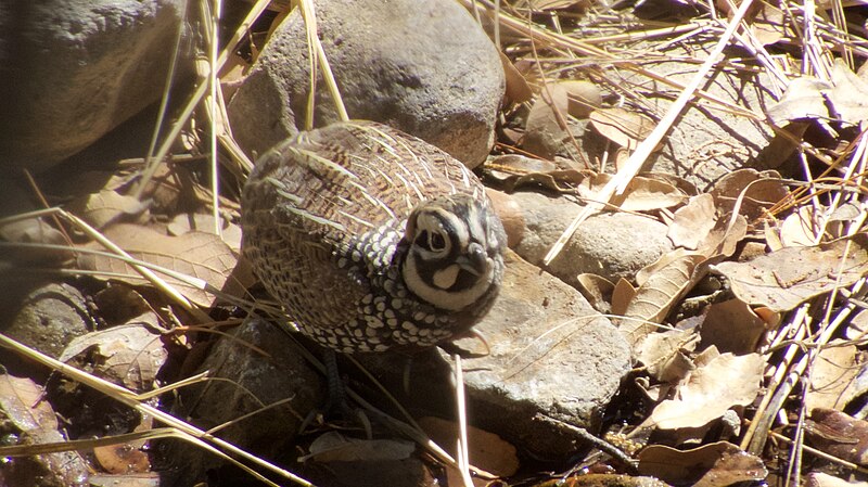 File:Montezuma Quail (male) Trip to Pinery Canyon Portal AZ 2016-05-24at09-59-082 (47755527382).jpg