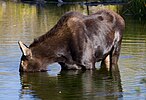 Moose in Grand Teton National Park 4 (8007689299).jpg