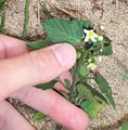 La Douce-amère ou Morelle douce-amère (Solanum dulcamara) est une plante de la famille des Solanacées.
