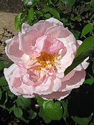 'Mrs Henry Morse'[30]​ McGredy 1919. HT. Sus pétalos son color crema tinted rose-pink on the front, pink-veined vermillion on the back. Sweet scented and long-flowering at Maddingley Park. Mrs Morse was wife and mother of rose-breeders.