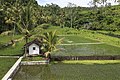 66 Muncan Bali Indonesia Rice-paddy-along-Jalan-Raya-Muncan-01 uploaded by Cccefalon, nominated by Tomer T