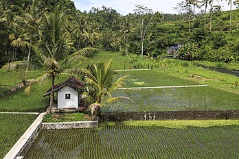 Rizière près de Besakih, à l'est de Bali. (définition réelle 5 248 × 3 499)