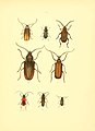 Musée entomologique illustré (6008708032).jpg
