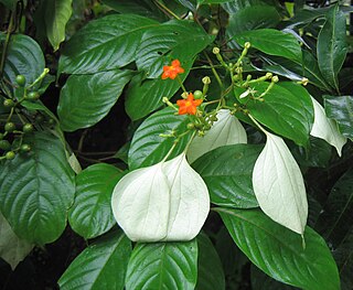 <i>Mussaenda</i> Genus of flowering plants