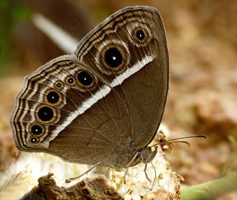 Wet-season form (Under Side)