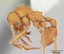 Mycetagroicus cerradensis casent0103121 profile 1.jpg