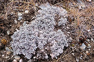 <i>Myosotis albosericea</i> Species of flowering plant