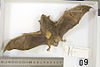 New Zealand greater short-tailed bat