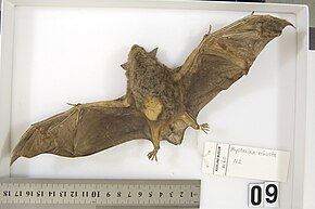 Descrizione dell'immagine Mystacina robusta specimen from Auckland Museum.jpg.