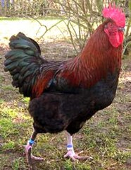 Marans (Huhn) - Wikipedia