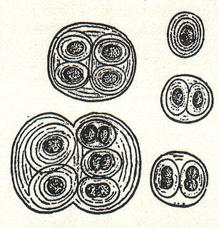 <i>Gloeocapsa</i> Genus of bacteria