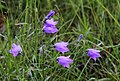 de:Rundblättrige Glockenblume, de:Nationales Naturerbe Aschaffenburg