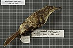 Thumbnail for Tahiti reed warbler