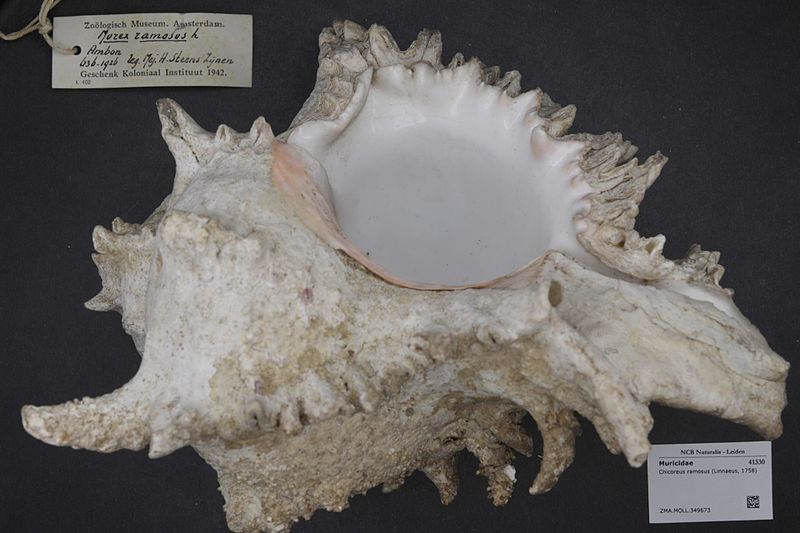 File:Naturalis Biodiversity Center - ZMA.MOLL.349673 - Chicoreus ramosus (Linnaeus, 1758) - Muricidae - Mollusc shell.jpeg