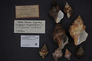 <i>Leucozonia nassa</i> Species of gastropod