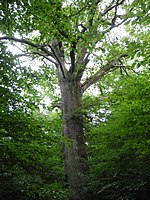 1 oak "Schulze-Boeing-Eiche"