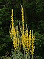 * Nomination Black mullein in the Büg nature reserve near Eggolsheim --Ermell 04:23, 27 June 2024 (UTC) * Promotion  Support Good quality.--Tournasol7 04:32, 27 June 2024 (UTC)