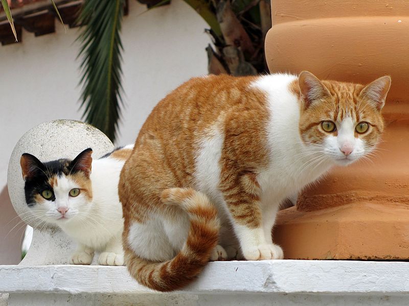 File:Neighbor's Cat x2 - Flickr - treegrow.jpg