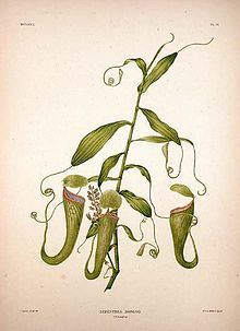 A hand-coloured lithograph of N. bongso from Pieter Willem Korthals's "Over het geslacht Nepenthes" of 1839, generally regarded as the first monograph on the genus. Nepenthesbongso.jpg