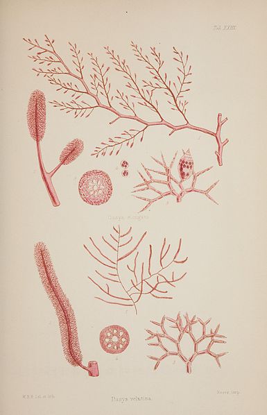 File:Nereis australis, or Algae of the southern ocean BHL46201123.jpg