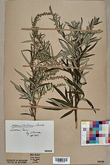 Planche d'herbier issue de l'herbier de Neuchâtel