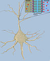 NeuronCapacitanceRev.jpg