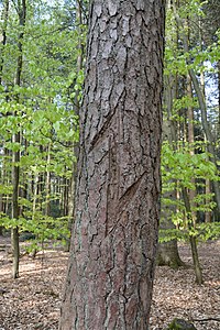 Niedersachsen, Lamstedt, im Naturschutzgebiet NIK 2762.JPG