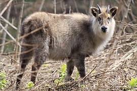 A Makaiganic K'aná, a common grazing animal in Mák’ai.