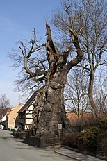 1000 yo oak in Nöbdenitz, Germany