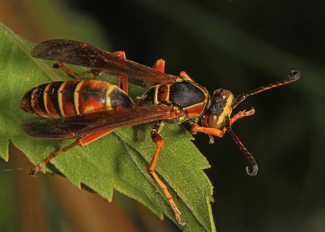 Red Paper Wasp  the Intown Hawk