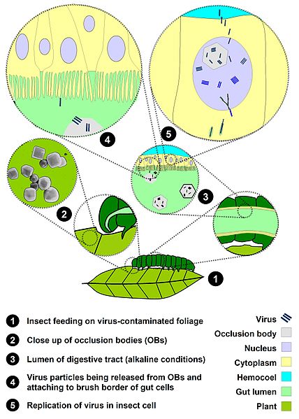 File:Npv-life cycle-en.jpg