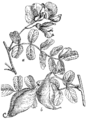 Pixeltoo Mehurka plate 80 in: Martin Cilenšek: Naše škodljive rastline Celovec (1892)