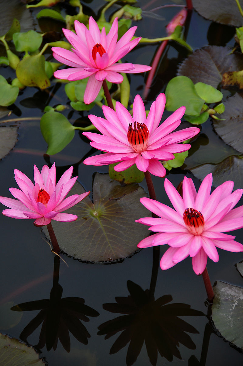 Nymphaea rubra / บัวแดง ดอกไม้บาน, ดอกไม้, ดอกกุหลาบ