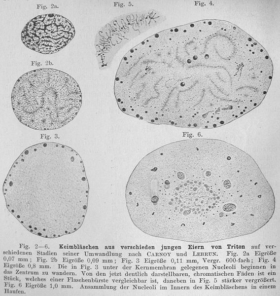 File:O.Hertwig1906Fig2-6.jpg