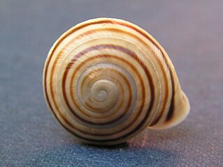 <i>Obba</i> (gastropod) Genus of gastropods