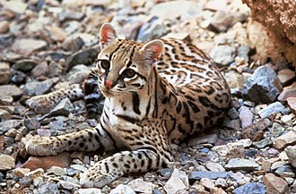 The ocelot is not significantly sexually dimorphic, varying only slightly in mature maximum weight Ocelot.jpg