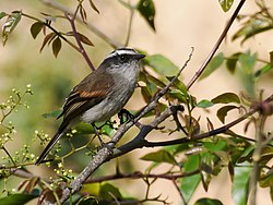 Ochthoeca piurae - Piura Chat-Tyrant (cropped).jpg