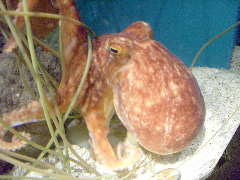 صورة:Octopus in sea life Helsinki.jpg