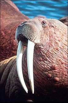 The groac'h
sometimes displays long teeth like those of a walrus. Odobenus rosmarus.jpg