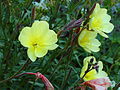 * Nomination Oenothera stricta biennial rare teunisbloem. Blooms in the night.-- Famberhorst 05:12, 24 August 2013 (UTC) * Decline Need WB and sharpening --The Photographer 05:37, 24 August 2013 (UTC)  Done.-- Famberhorst 16:05, 24 August 2013 (UTC) It seems very blue to me. Mattbuck 11:03, 31 August 2013 (UTC)  Done Small correction blue.-- Famberhorst 15:25, 1 September 2013 (UTC) Sorry, but the whitebalance is still way to cold Martin Kraft 12:12, 5 September 2013 (UTC)  Done Warmer.-- Famberhorst 16:01, 5 September 2013 (UTC) Shooting a flower, which only flowers at night is difficult (although the photo appears to have been taken around 7 am, so actually morning). But really, practically all details are lost in the big yellow flower to the left, and thus does not qualify for QI in my opinion. --Slaunger 20:38, 6 September 2013 (UTC)