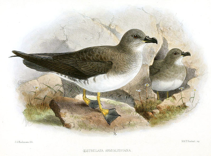 File:OestrelataArminjonianaKeulemans.jpg