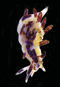 Okenia virginiae (10.11646-zootaxa.4359.1.1) Figure 27 (rognée) .png